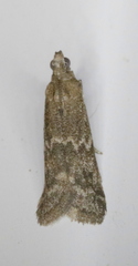 Eurythmia angulella