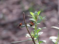 Sapromyza sciomyzina