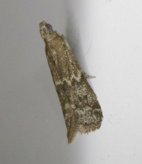 Eurythmia angulella