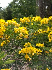 Senna corymbosa