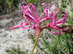 Nerine