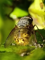 Calliphora albifrontalis
