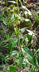 Senecio bigelovii