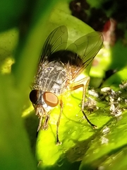 Calliphora albifrontalis