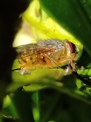 Calliphora albifrontalis