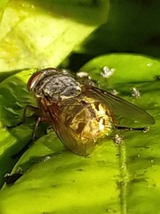 Calliphora albifrontalis
