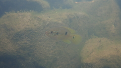 Hemichromis