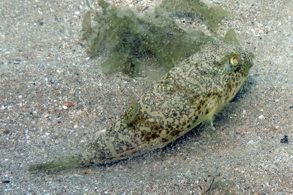 Whitley's Toadfish