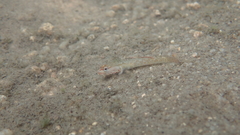 Rhinogobius duospilus