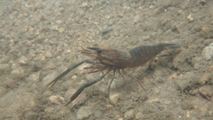 Macrobrachium laevis