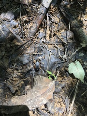 Chlaenius impunctifrons