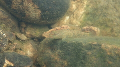 Rhinogobius leavelli