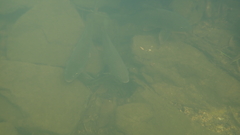 Cyprinus rubrofuscus