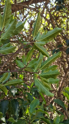 Image of Strophanthus divaricatus by (c) Cheng-Te Hsu, some rights reserved (CC BY)