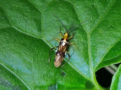 Pachypeltis humerale