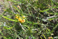 Pultenaea laxiflora