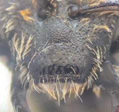 Lasioglossum subhirtum