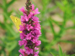 Colias poliographus
