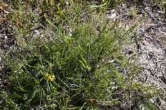 Pultenaea laxiflora