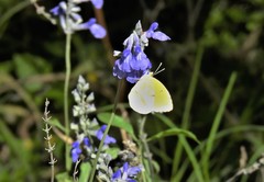 Abaeis mexicana
