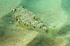 Torquigener whitleyi