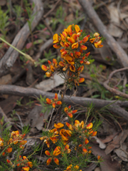Pultenaea laxiflora