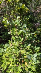 Litsea rotundifolia