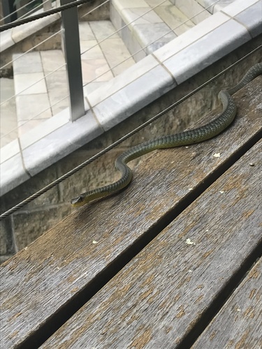 Common Tree Snake sighting