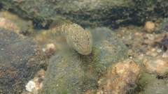 Rhinogobius leavelli