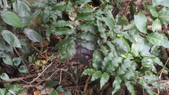 Bolbitis heteroclita