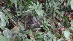 Bolbitis heteroclita