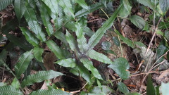 Bolbitis heteroclita