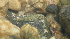 Rhinogobius leavelli