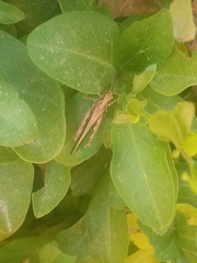 Chorthippus brunneus