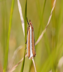Corynophora lativittalis