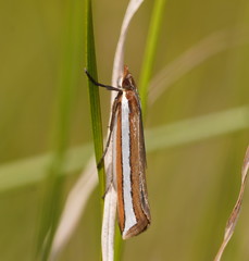 Corynophora lativittalis