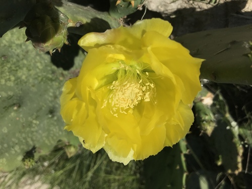 Engelmann's Pricklypear