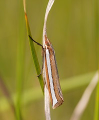 Corynophora lativittalis