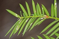 Chionaspis pinifoliae