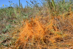 Cuscuta californica