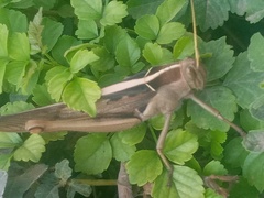 Acanthacris ruficornis