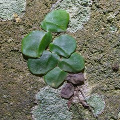 Monstera tuberculata