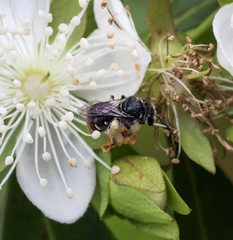 Lipotriches ferricauda