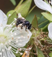 Lipotriches ferricauda