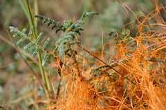 Cuscuta californica