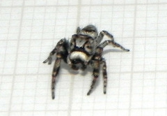 Gastromicans tesselata