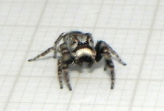 Gastromicans tesselata