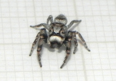 Gastromicans tesselata