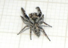 Gastromicans tesselata