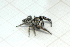 Gastromicans tesselata